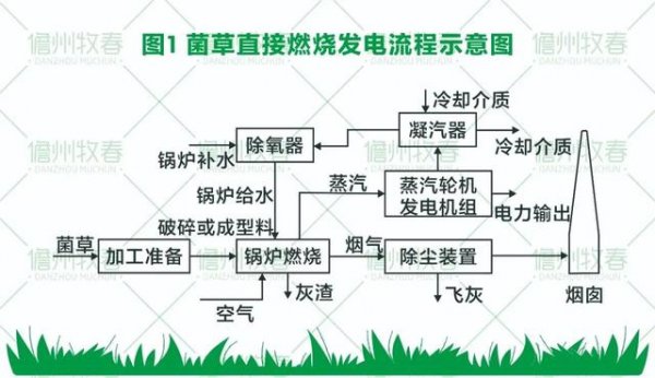 菌草变燃料 打造环保生物质发电新模式